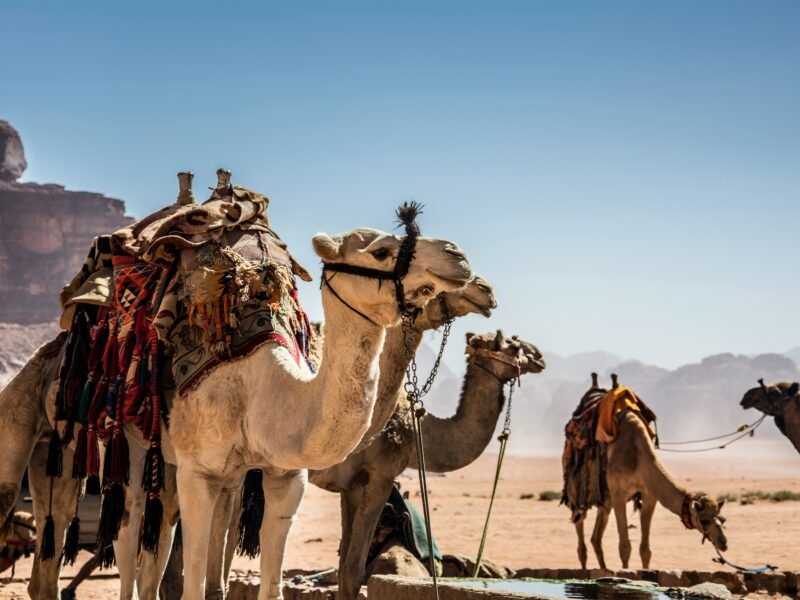 Magical 3-Day Family Adventure in Wadi Rum – 2 Nights